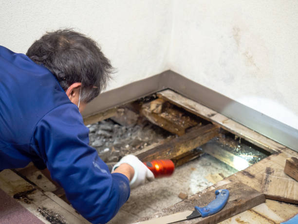 Best Mold Damage Repair  in Dodge Center, MN