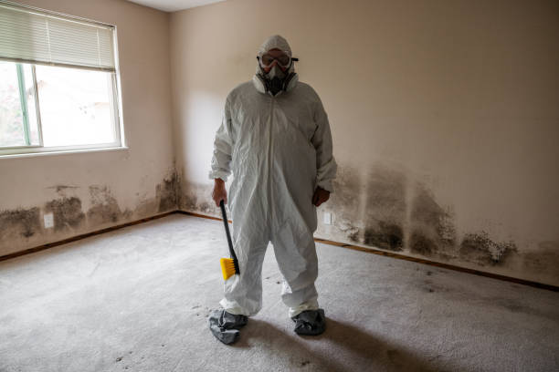 Mold Removal and Inspection in Dodge Center, MN