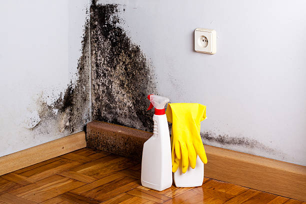 Best Residential Mold Removal  in Dodge Center, MN